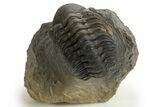 Detailed Reedops Trilobite - Atchana, Morocco #325879-2